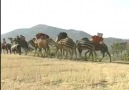 SON GÖÇERLER-SARIKEÇİLİLER 1.BÖLÜM (ATLAS DERGİSİNDEN...