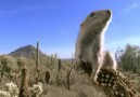 Sonoran Çölü - Vahşi Cennet ( 2. Bölüm )
