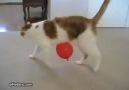 Statik Elektrik, Balon ve Kedi