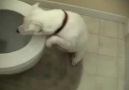 Su Düşkünü Köpek (Ama Tuvalet Suyu)