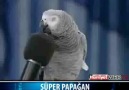 Süper Papağan :D