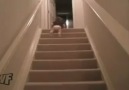 Sütü Gören Bebek Merdivenleri Nasıl İner :)