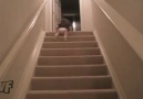 Sütü Gören Bebek Merdivenleri Nasıl İner.. [HQ]