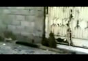 Tavuk Hırsızı [HQ]