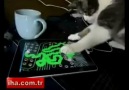 Teknolojik Kedi
