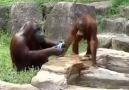 TEMİZ VE TİTİZ ORANGUTAN :)