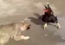 The amazing WAR between DOG and COCK !! ;D !! Funny !!