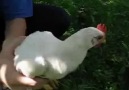 The Chicken's Head doesn't Move!