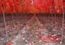 The Dream of Autumn