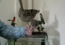 Trabzonlu kuşunu nasıl eğitir