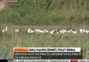 TRT TÜRK TÜRKİYEDE SABAH PROGRAMI - TOKAT TANITIM [HQ]