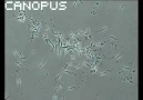Trypanosoma cruzi [HQ]