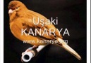 Turkish Canary UŞAKİ