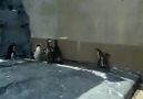 Ufo gören masum penguenler :):):):)