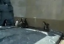 Ufo Gören Masum Penguenler xD