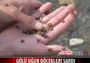 Uğur Böceği Baskını...