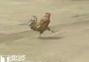 Uygun Adım Horoz xD