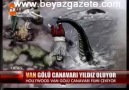 Van Gölü Canavarı Amerika Hollywood Yıldızı Oluyor...!