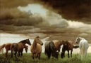 Wild Horses   ( Mustafa )