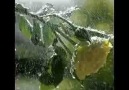 Yağmur // Dursun Ali Erzincanlı