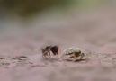Yaşam Mücadelesi-Karınca ve Örümcek