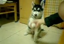 Yavru Husky Merhabalaşıyo ... Nakadara Datlı :-))