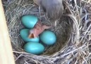 Yavru Robin yumurtadan çıkış anı