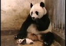 Yavrusunun hapşırmasından korkan Panda  :))
