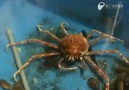 Yengecin Kabuk Değiştirmesi [Hızlandırılmış Çekim]