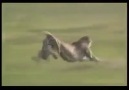 Yeryüzünün En Hızlı Kara Canlısı Çita !