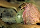 Yumurta yiyen yılan [HQ]