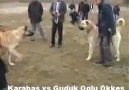 yurdumun köpeği karabaş hastayım bu köpeğe...