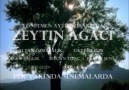 ( ZEYTİN AĞACI )YAKINDA SİNEMALARDA 2.FRAGMAN [HQ]