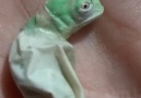 A baby chameleon is born