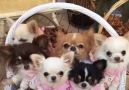 A basket full of chihuahuas