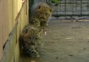 ABC News - Snow leopard cubs explore new surroundings at sanctuary Facebook