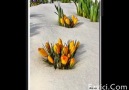 Abdulbaki Kömür - Kır çiçekleri