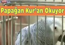 Abdulbasit M.Abdussamed - Papağan Kur&Okuyor !