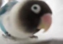 A birb sets up the camera for its dance performanceSource takao9700 @ Youtube