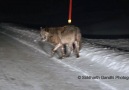 A black colored grey wolf in Lamar Valley.