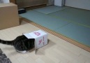 A box and the cat :)