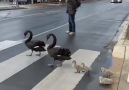 Absolutely beautiful! They even use the correct crosswalk Credit storyful
