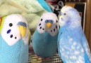 A budgie meets new friends..