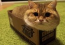 A cat in a box