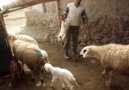 acem çölünde koyunla kuzunun buluşması.video kayıt..mustafa salur