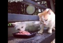 Aç Gözlülüğün Bedene Bürünmüş Hali Olan Kedi