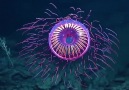 Acidmath - The Halitrephes maasi jelly filmed off Baja...