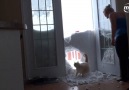 Açıkan kedi eve nasıl girer