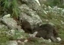 Acı verici olay ayı bal çalarken kayanın... - Taner ilbas ile aricilik