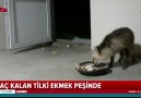 Aç kalan tilki ekmek peşinde